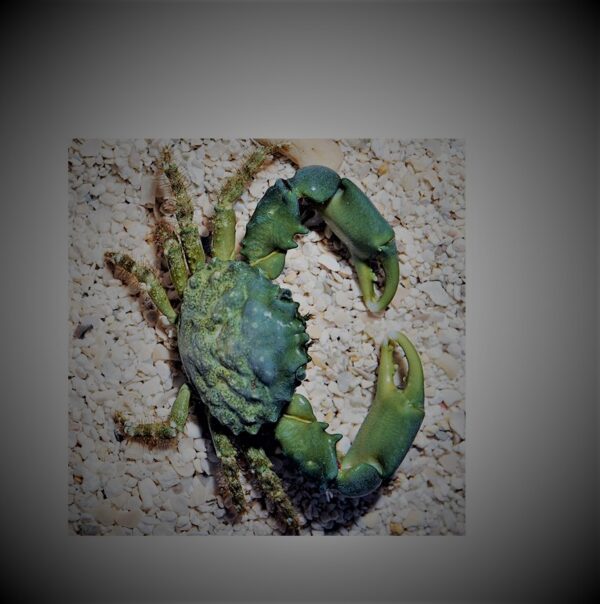 emerald crab oceanius